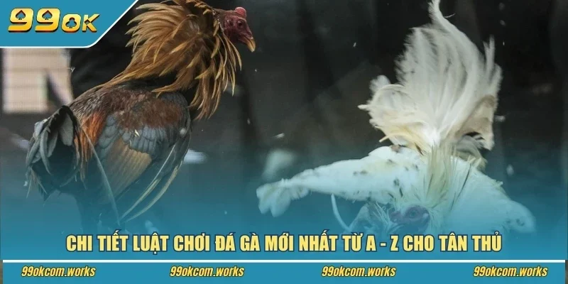 Chi tiết luật chơi đá gà mới nhất từ A - Z cho tân thủ